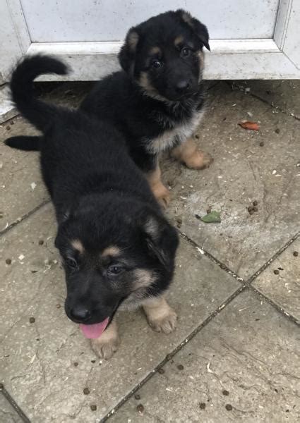 German Shepherd Puppies For Sale Cape Town Public Ads
