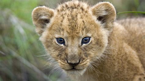 wallpaper young lion cub masai mara kenya africa hd widescreen high definition fullscreen