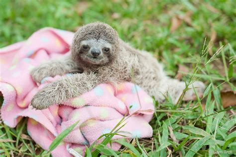 swimming squeaking    sloth facts explained
