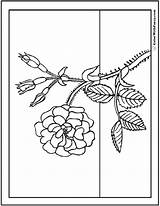Rose Coloring Pages Wild Buds Printable Sheet Pdf Printables Colorwithfuzzy Stem sketch template