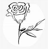 Rose Cartoon Transparent Background Coloring Pages Flower Pngitem sketch template