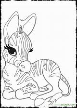 Zebra Coloring Baby Cute Pages Getcolorings Print Colo Getdrawings Printable sketch template