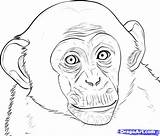 Affe Monkeys Rainforest Malen Macaco Bleistift Bleistiftzeichnungen Kritzel Zeichnungsskizzen Affen Dragoart Realistas Coloringhome sketch template