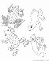 Grenouille Adulte Reptiles Frogs Grenouilles sketch template