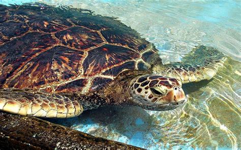 loggerhead turtles hermanus  travel magazine