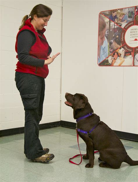 dog training tips  essential commands  teach   dog