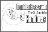 Honduras Flor Escudo Brassavola Hondura Pintar Nicaragua Orquídea Tipicos Trajes Colorea Orquidea sketch template