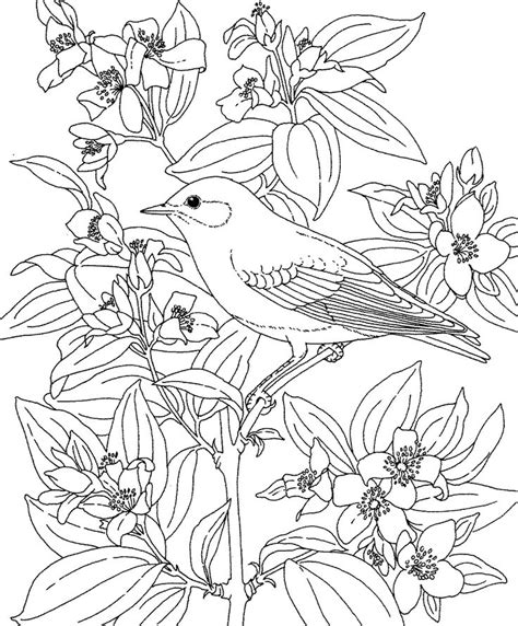 printable coloring pageidaho state bird  flower mountain