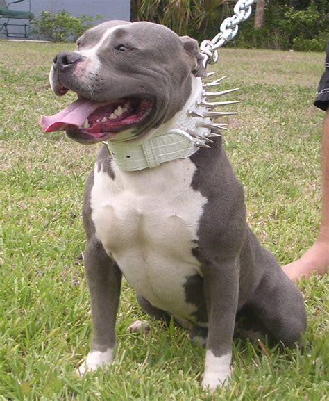 hot  celebrity american pit bull terrier dogs