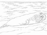 Coloring Seal Elephant Pages Marino Elefante Printable Colorear Para Dibujos Getcolorings Popular sketch template