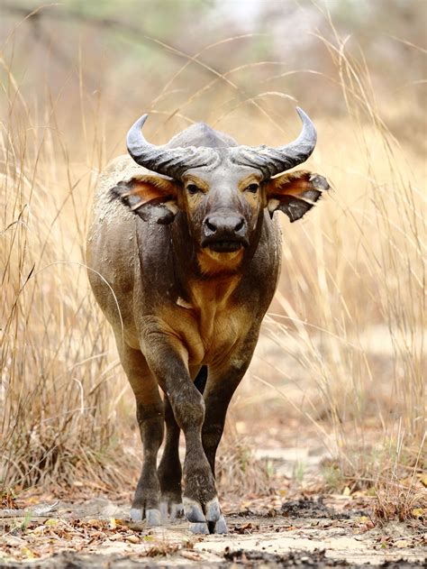 Cape Buffalo Vs Water Buffalo The Differences Londolozi Blog