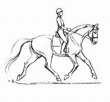 Dressage Horse Drawing Coloring Pages Saddle Horses Drawings Bridle Riding Optimizing Print Color Soundness Getdrawings Printable Getcolorings Sketch Choose Board sketch template
