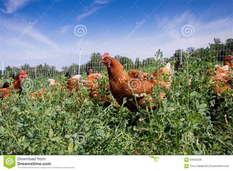 red sex link chickens stock image image of farm eating