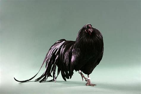 Backyard Chicken Pictures Black Sumatra Cock