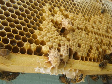 cappedemergencysupercedurequeencellsofthehoneybee luckey bee farms