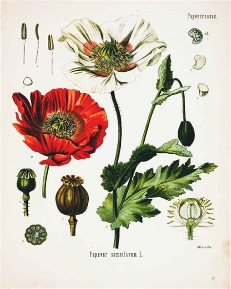 botanical printables series  simply