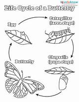 Butterfly Coloring Pages Cycle Life Kids Worksheets Cycles Sheet Metamorphosis Grade Printable Monarch Print Bible Frog Stages Printables Lovetoknow Pupa sketch template