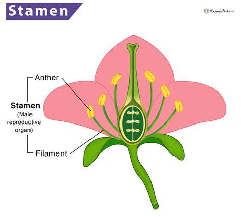stamen definition meaning function diagram