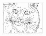 Coloring Number Color Pages Cat Adult Printable Hard Adults Difficult Challenging Mosaic Numbers Advanced Really Teenagers Extreme Animal Disney Colour sketch template