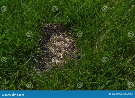 sowing grass royalty  stock  image