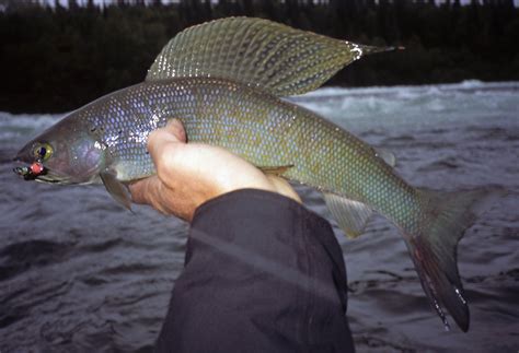 nuyakuk river wild river fish