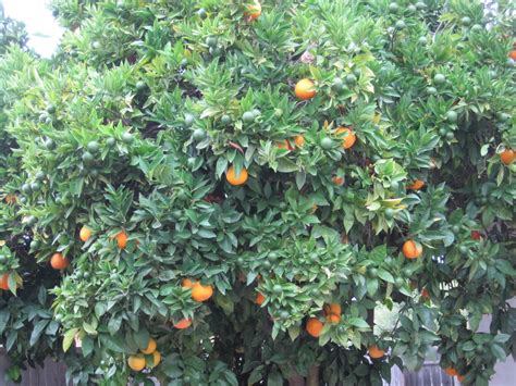 buah jeruk pohon jeruk gambarbinatangcom