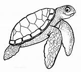 Turtle Sea Coloring Drawing Pages Printable Kids Baby Realistic Print Color Green Leatherback Outline Turtles Drawings Swimming Draw Cute Crayola sketch template