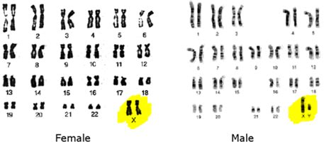 Gender Determination Role Of Chromosomes In Human