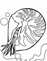 Coral Reef Coloring Pages Nautilus Clipart Fish Kids Line Drawing Drawings Clipartmag Designlooter Advertisement 1275 49kb Popular sketch template