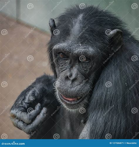portrait  funny chimpanzee   smugly smile stock image image