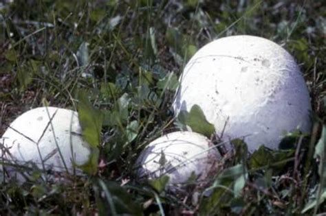 puffballs horticulture and home pest news