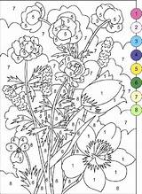 Flores Números Coloringareas sketch template