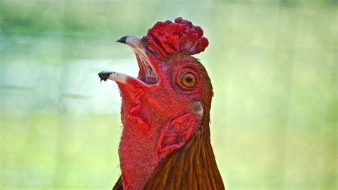 the strict chicken politics of cock a doodle doo — nova next pbs