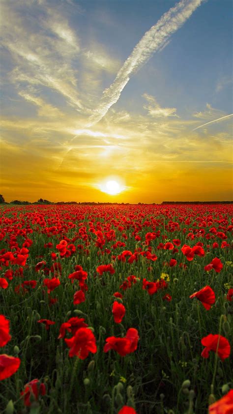 horizon   red poppy flower field  uhd wallpaper