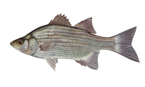 White Bass Species Breakdown