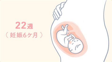 【妊娠22週目】切迫早産のリスクも。お腹の痛みや張りに要注意！ 生理のことから妊娠・出産・育児まで。女性のための情報サイト ｜ルナルナ