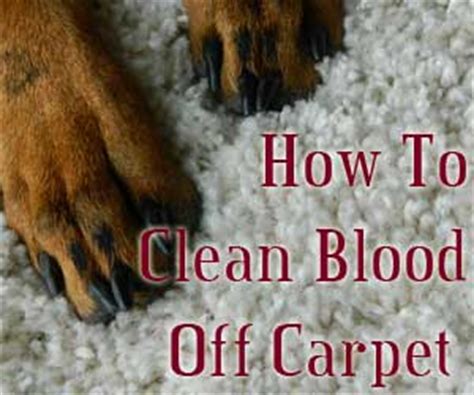 tips  clean blood   carpet carters carpet restoration