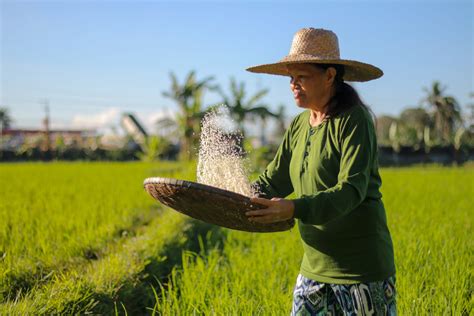 ways  support filipino farmers duringand beyondthe national rice awareness month