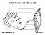 Neuron Labeling Cell Nerve Pdf Exploringnature Citing Reference sketch template