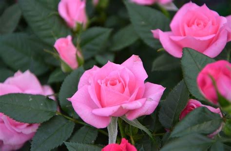 gambar bunga mawar pink galeri bunga hd