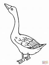 Goose Coloring Pages Geese Printable Color Clipart Baby Kids Web Embroidery Popular Program Coloringhome Choose Board Sheets 38kb 1600px 1200 sketch template