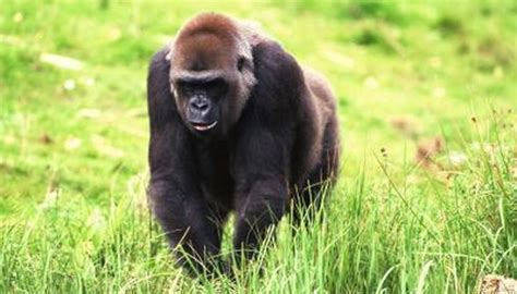 gorilla diet animals momme