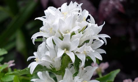 Plant Growers Australia Campanula Bellflower Genti White