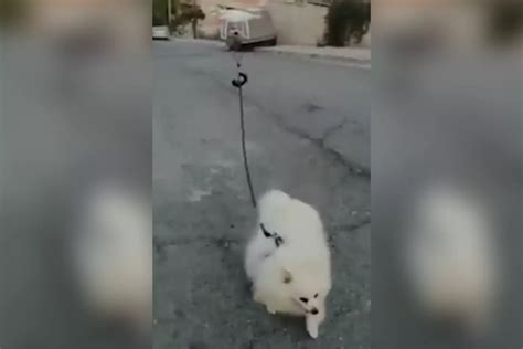 drone walks dog  kiss fm