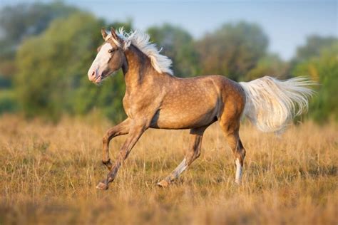 dapple palomino horse  breeds    buy helpful horse hints