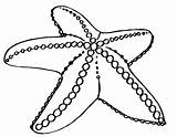 Starfish Coloring Pages Print Color Kids Printable Getdrawings Animals Getcolorings sketch template