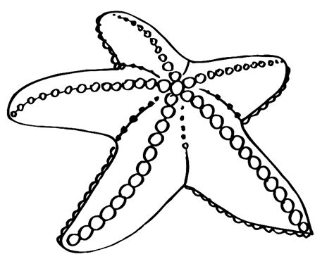 realistic starfish coloring pages coloring pages