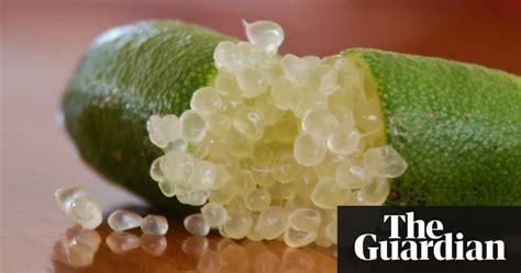 bush food finger limes life and style the guardian