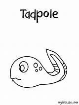 Tadpole Coloring Pages Colouring Printable Worksheet Then First Last Next Template Pollywog Kids Popular Worksheeto sketch template