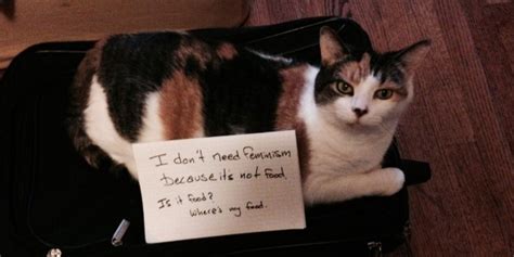 Confused Cats Against Feminism Tumblr Is Just What The Internet